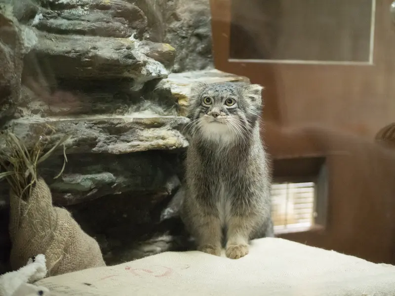 恩賜上野動物園のフィーガの写真