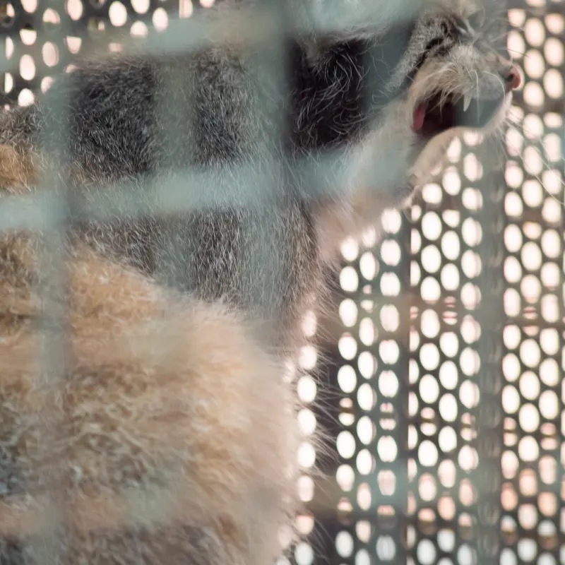 神戸市立王子動物園のイーリスの写真