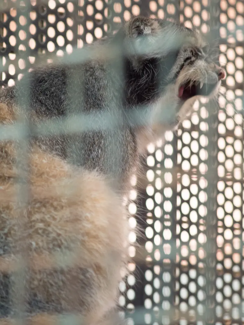神戸市立王子動物園のイーリスの写真