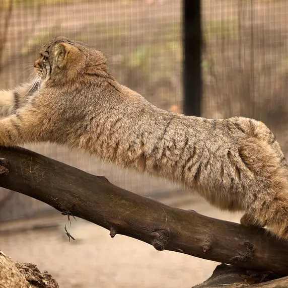 ノヴォシビルスク動物園のアーニャの写真