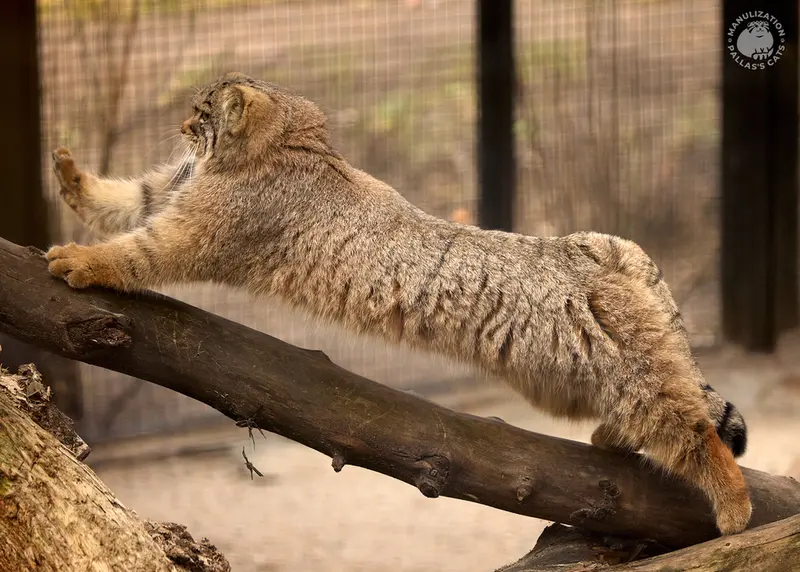 ノヴォシビルスク動物園のアーニャの写真