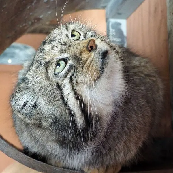 埼玉県こども動物自然公園のセバスチャンの写真