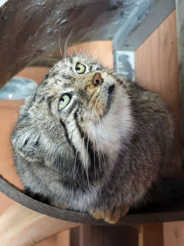 埼玉県こども動物自然公園のセバスチャンの写真