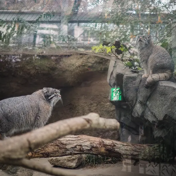 神戸どうぶつ王国のアズとナルの写真
