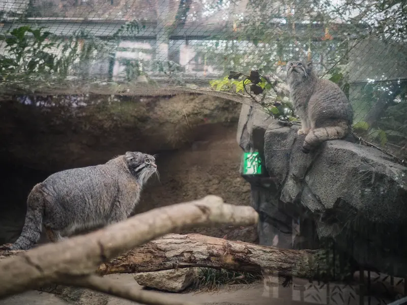 神戸どうぶつ王国のアズとナルの写真