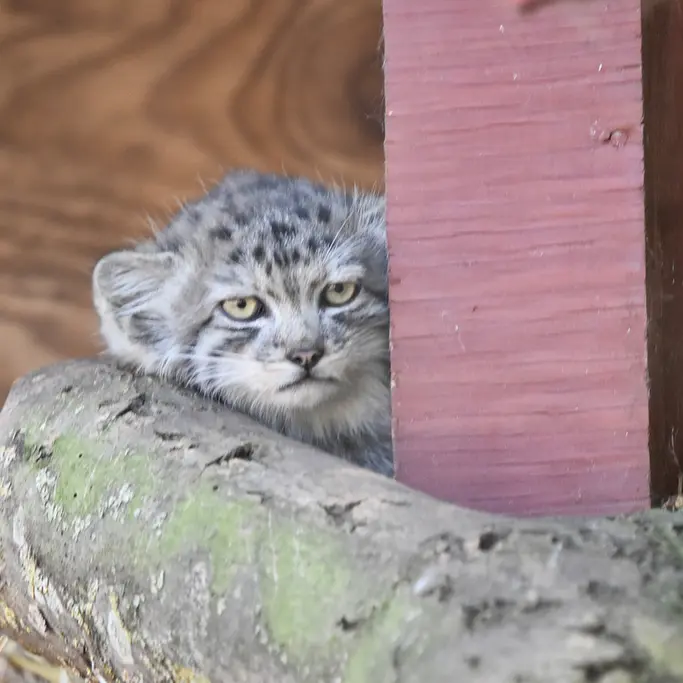 バナム動物園のマヌルネコの写真
