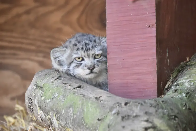 バナム動物園のマヌルネコの写真