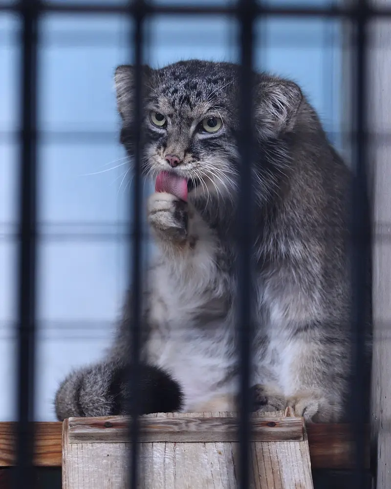 神戸市立王子動物園のイーリスの写真
