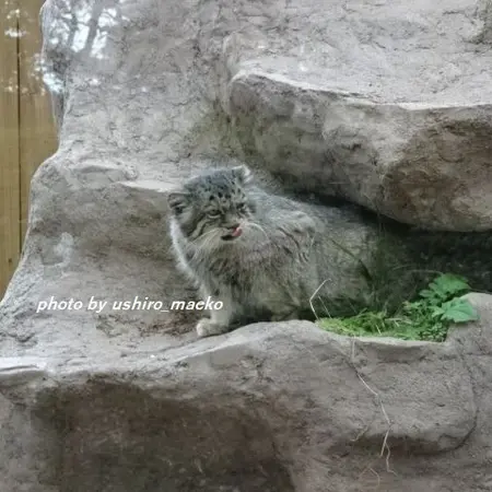 埼玉県こども動物自然公園のタビーの写真