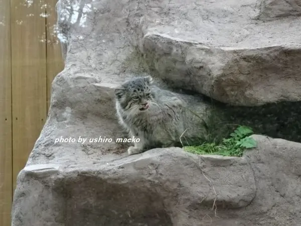 埼玉県こども動物自然公園のタビーの写真
