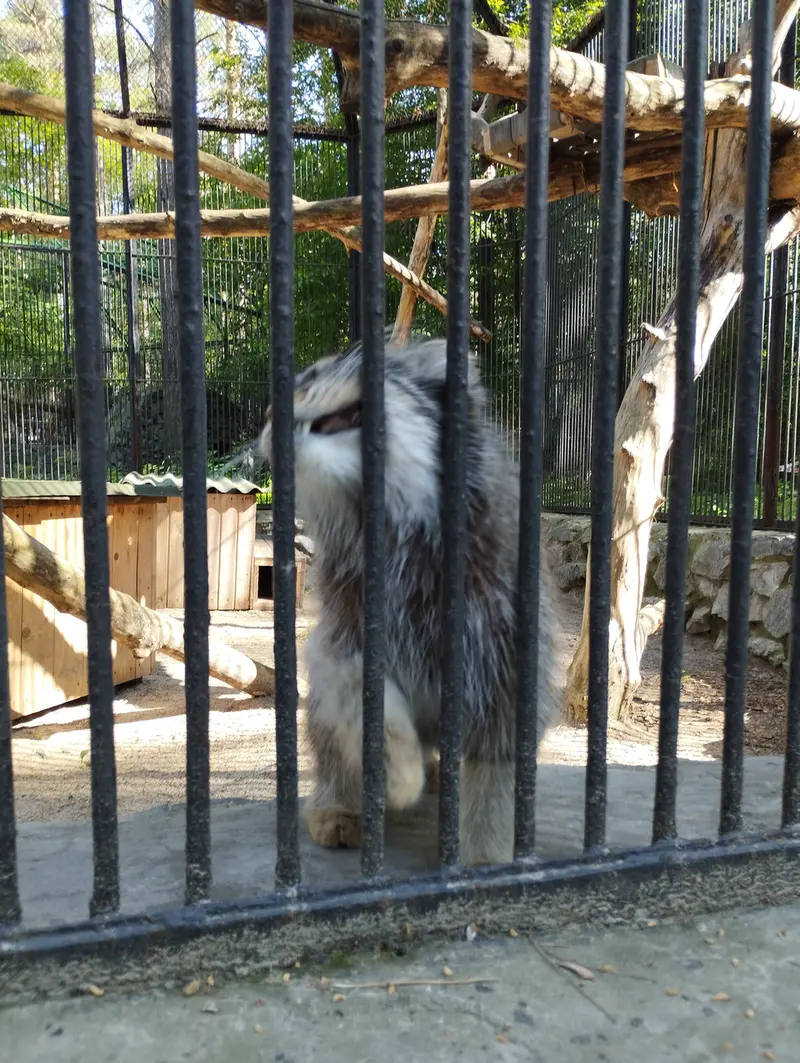 ノヴォシビルスク動物園のマヌルネコの写真