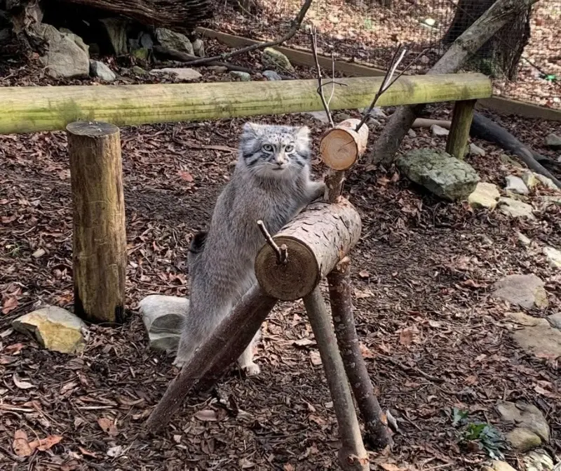 オグルベイ・グッド動物園のディーンの写真