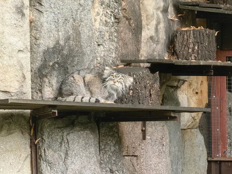 モスクワ動物園のティモフェイの写真