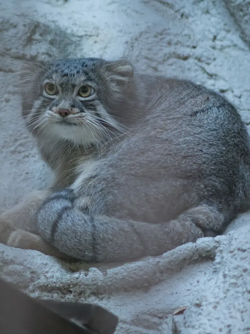 野毛山動物園のフィーガの写真