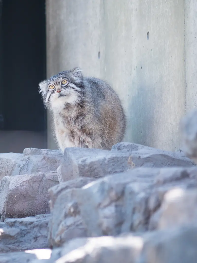 旭山動物園のグルーシャの写真