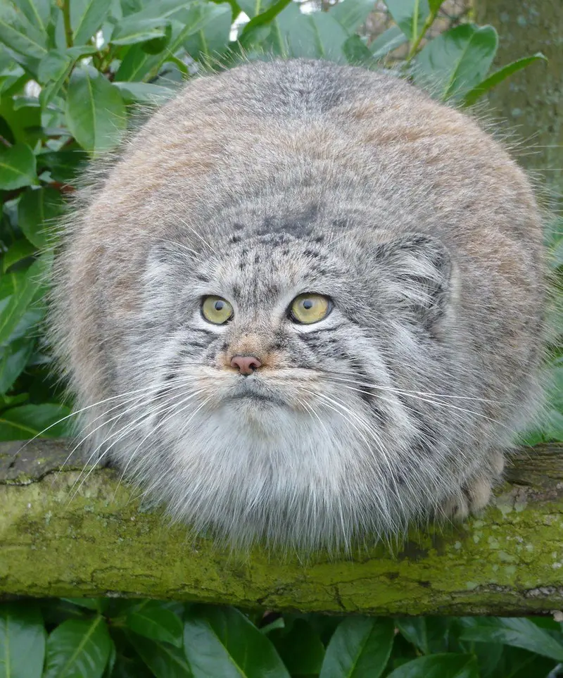 マヌルネコの写真