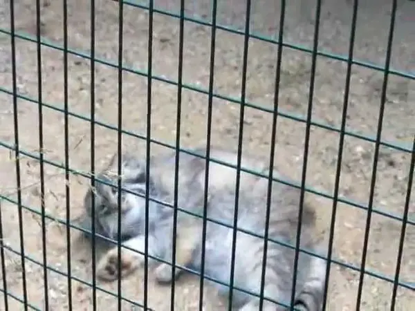 デッサウ動物園のマンニの動画