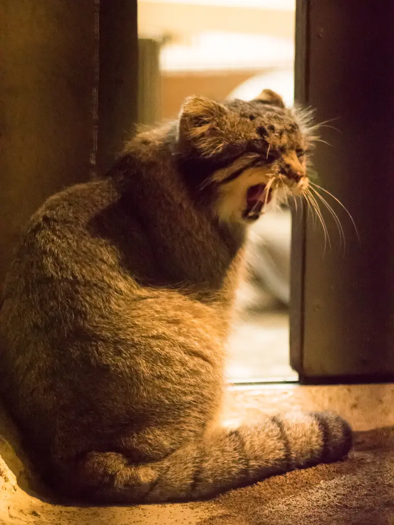 野毛山動物園のフィーガの写真
