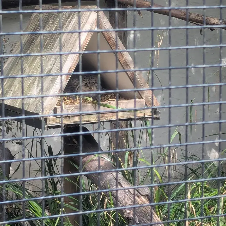 リール動物園のポンポネットの写真