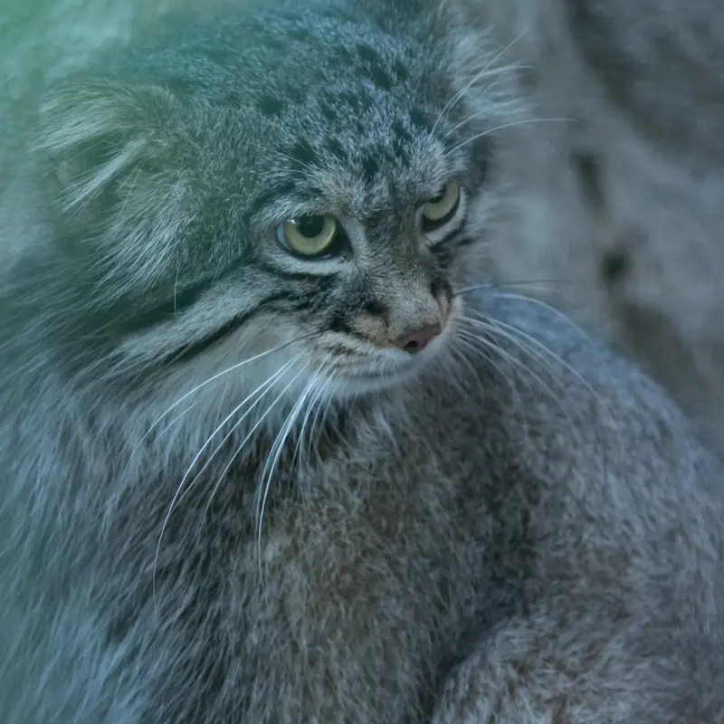 野毛山動物園のフィーガの写真