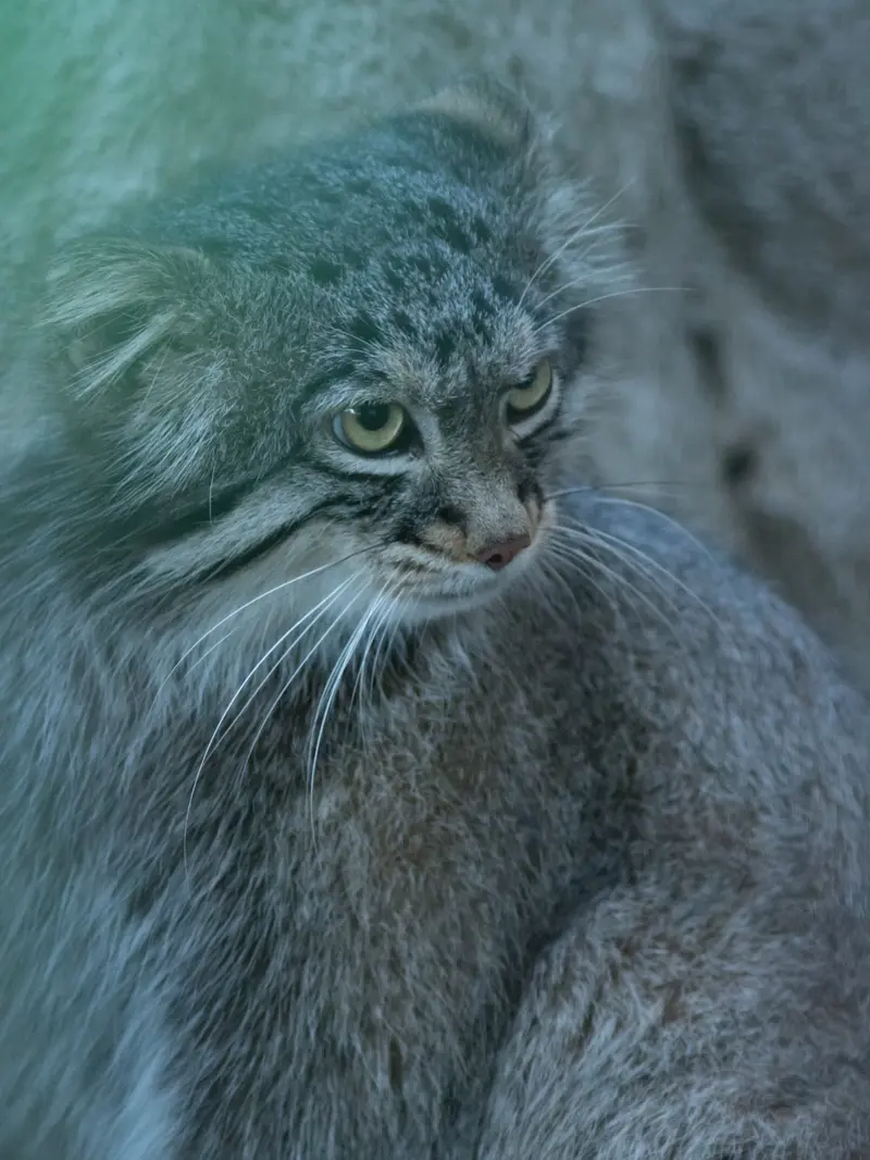 野毛山動物園のフィーガの写真
