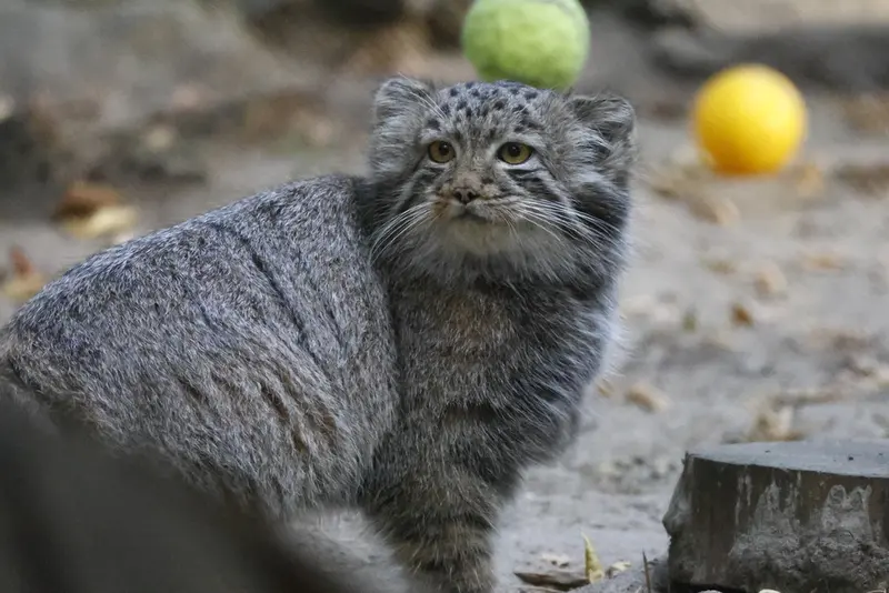 ノヴォシビルスク動物園のマヌルネコの写真