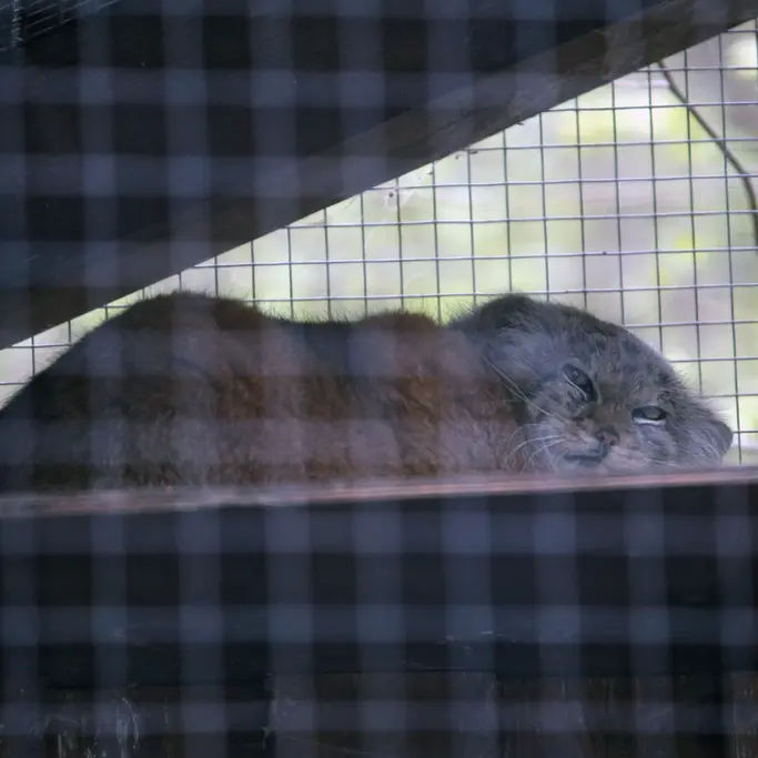 コシツェ動物園のアラニの写真