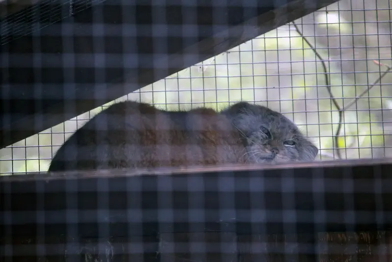 コシツェ動物園のアラニの写真