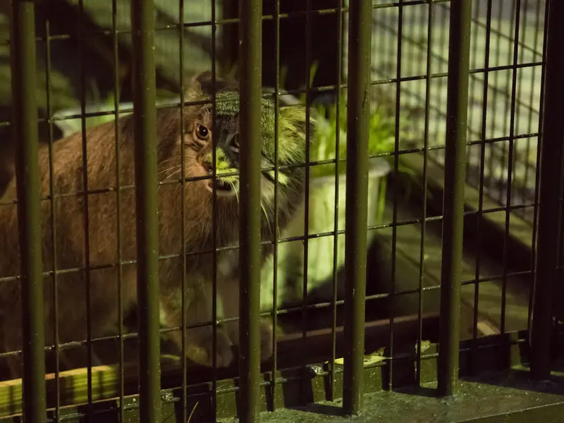 野毛山動物園のフィーガの写真