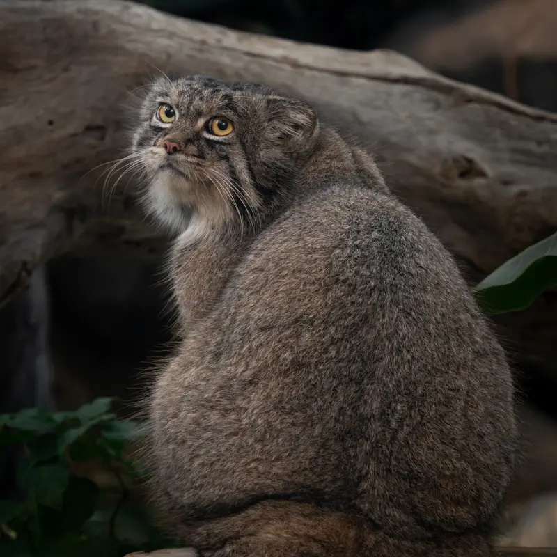 神戸どうぶつ王国のナルの写真