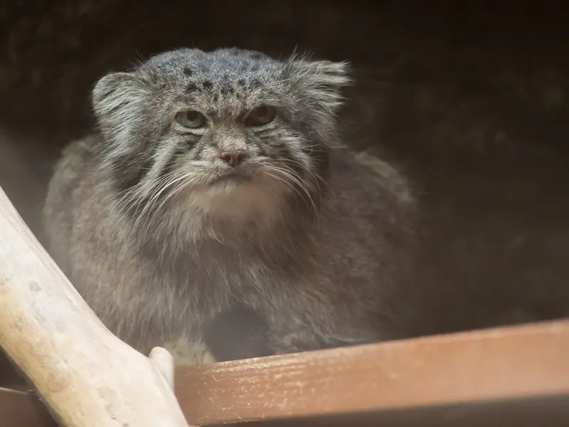 恩賜上野動物園のクリョンの写真