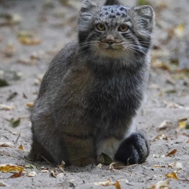 マヌルネコの写真