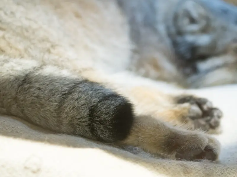 恩賜上野動物園のクリョンの写真