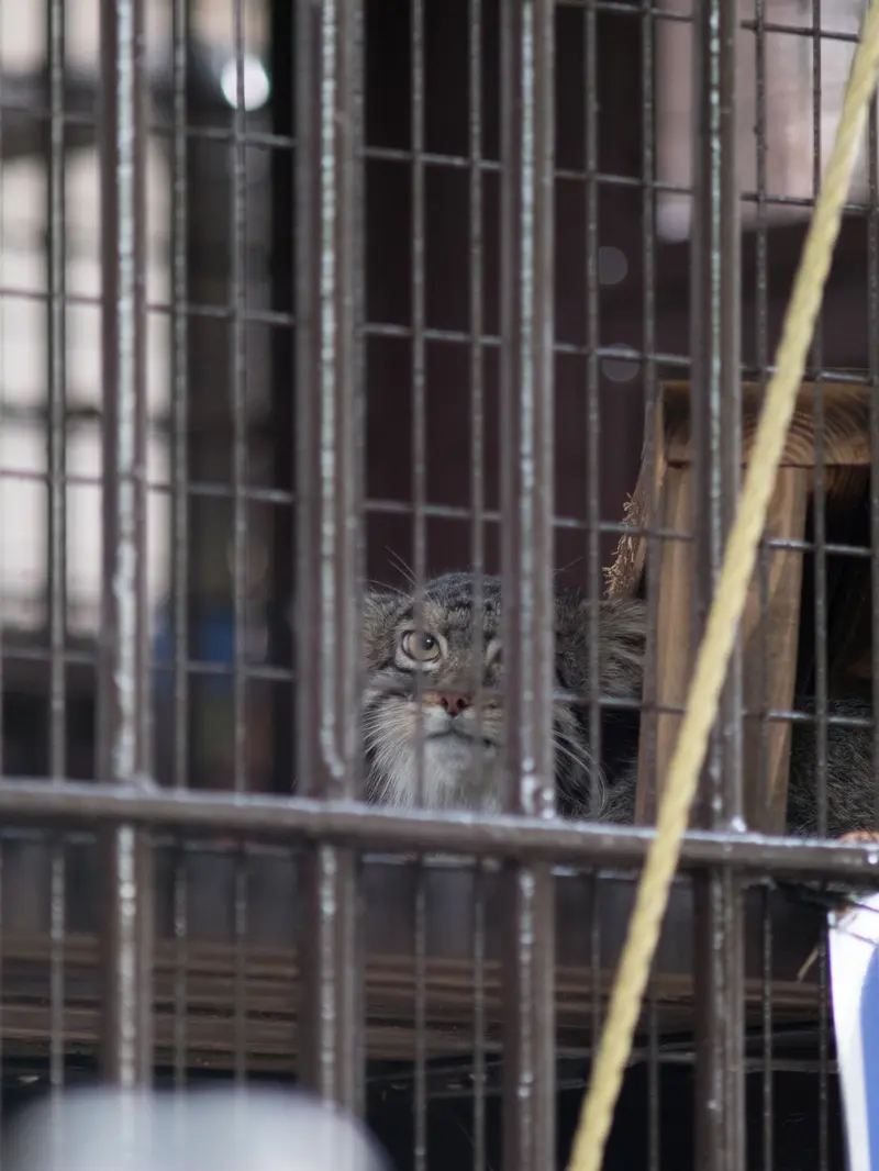 野毛山動物園のフィーガの写真
