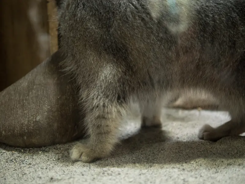 恩賜上野動物園のクリョンの写真
