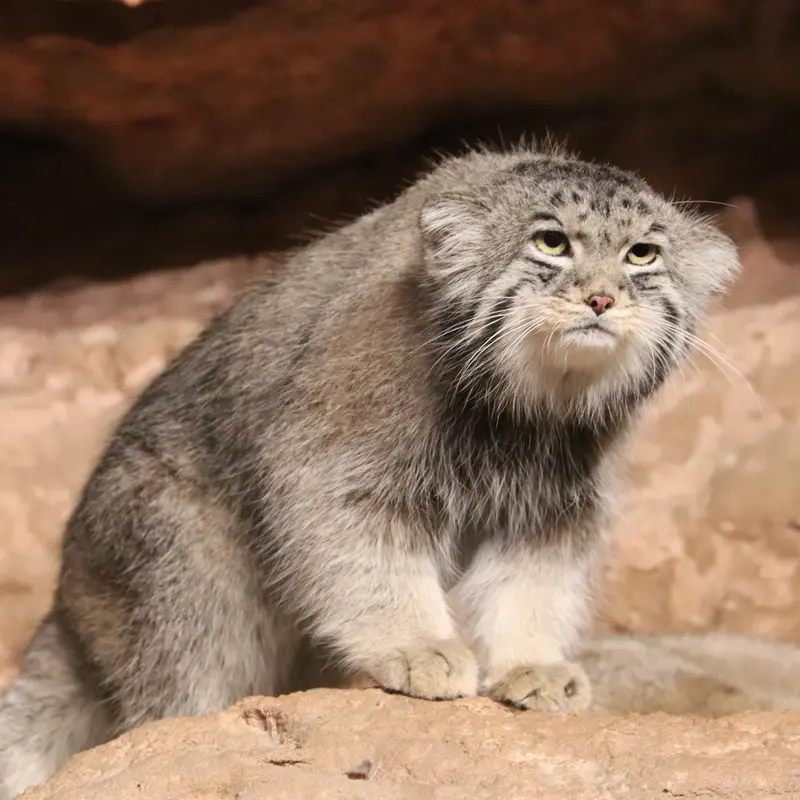 ブルックフィールド動物園シカゴのヨハンの写真