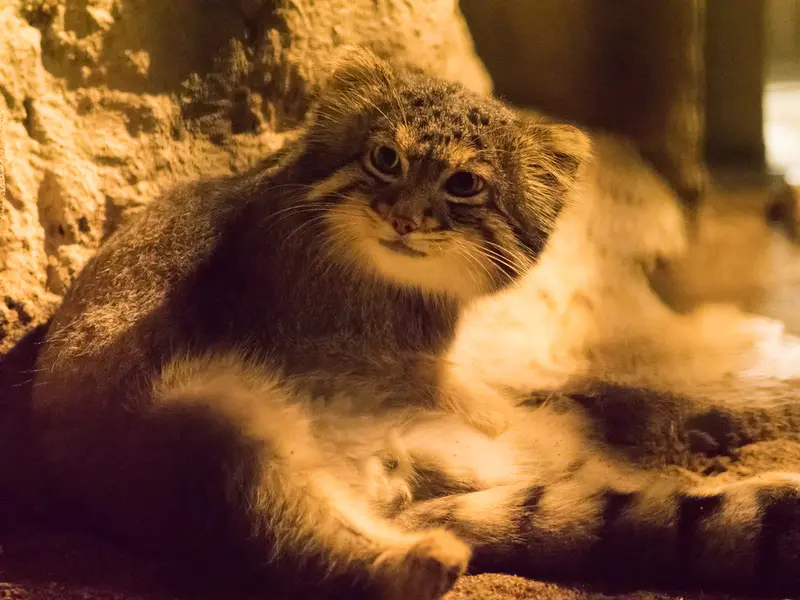野毛山動物園のフィーガの写真