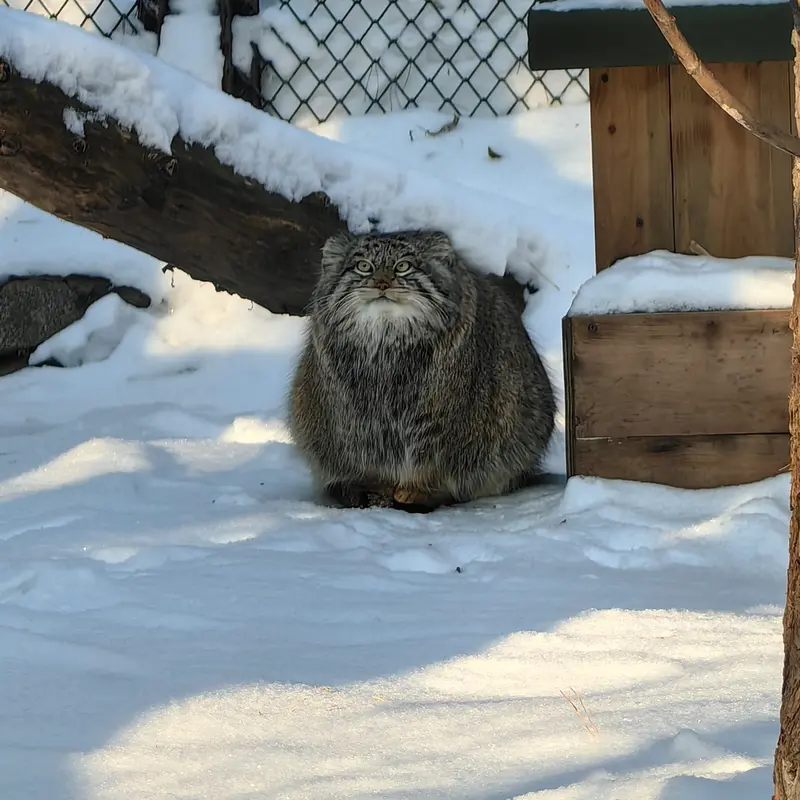 ノヴォシビルスク動物園のスネジンカの写真