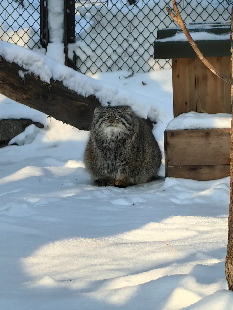 ノヴォシビルスク動物園のスネジンカの写真