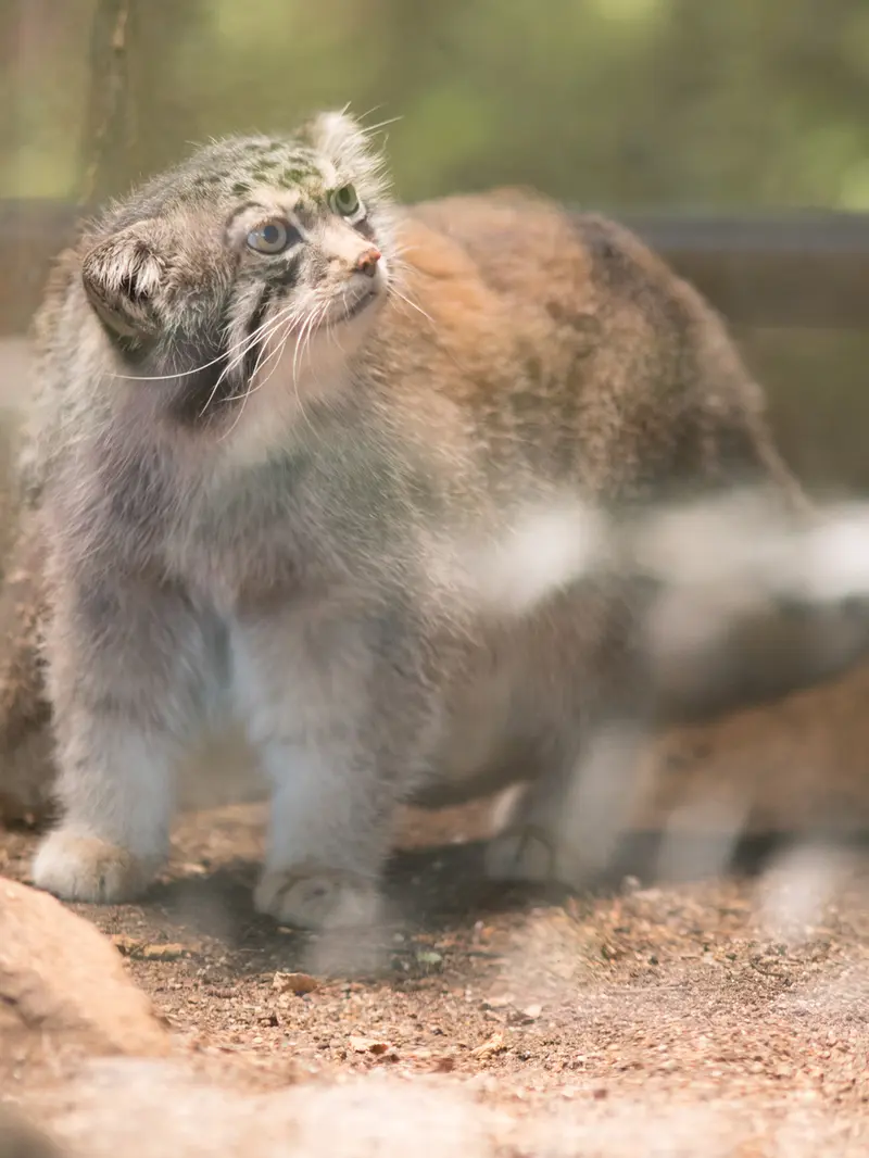 神戸市立王子動物園のイーリスの写真