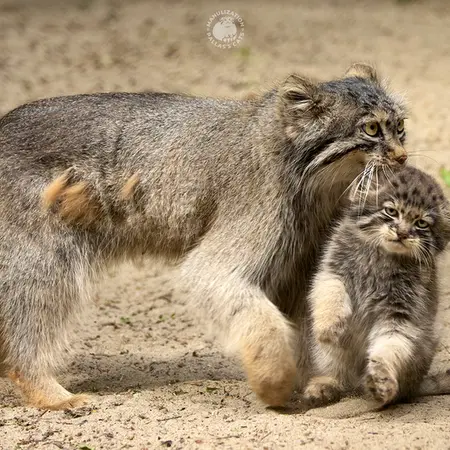 ノヴォシビルスク動物園のロロとブルースの写真