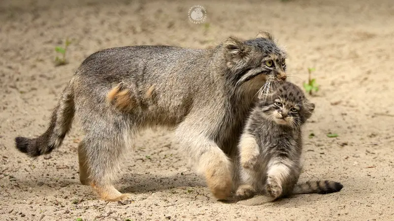 ノヴォシビルスク動物園のロロとブルースの写真