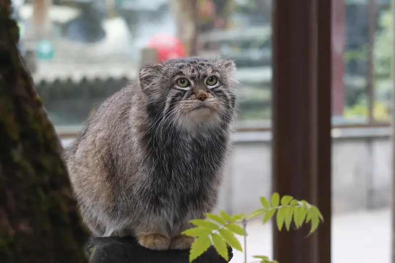 モスクワ動物園のティモフェイの写真