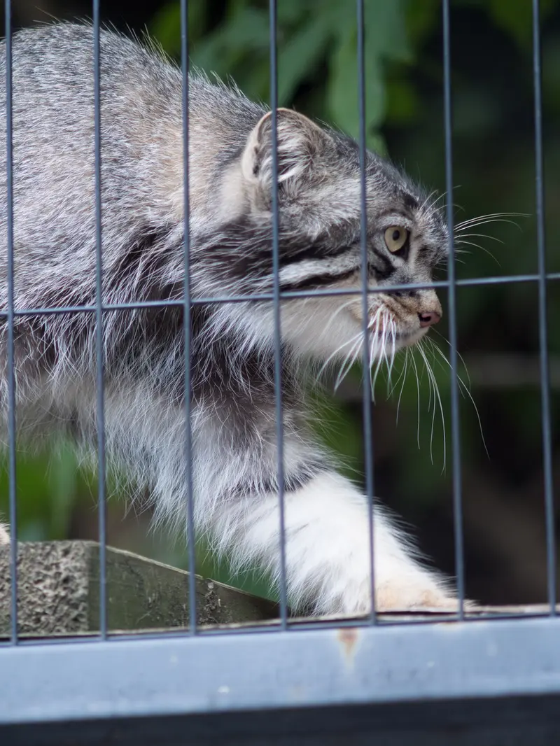 旭山動物園のヒデの写真