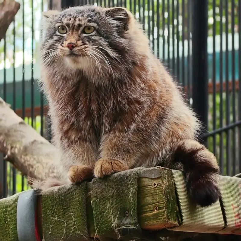 ノヴォシビルスク動物園のマヌルネコの写真