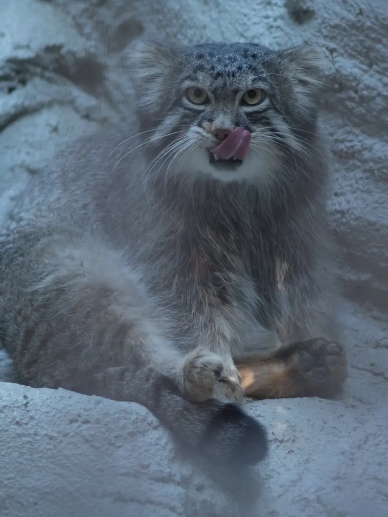 野毛山動物園のフィーガの写真
