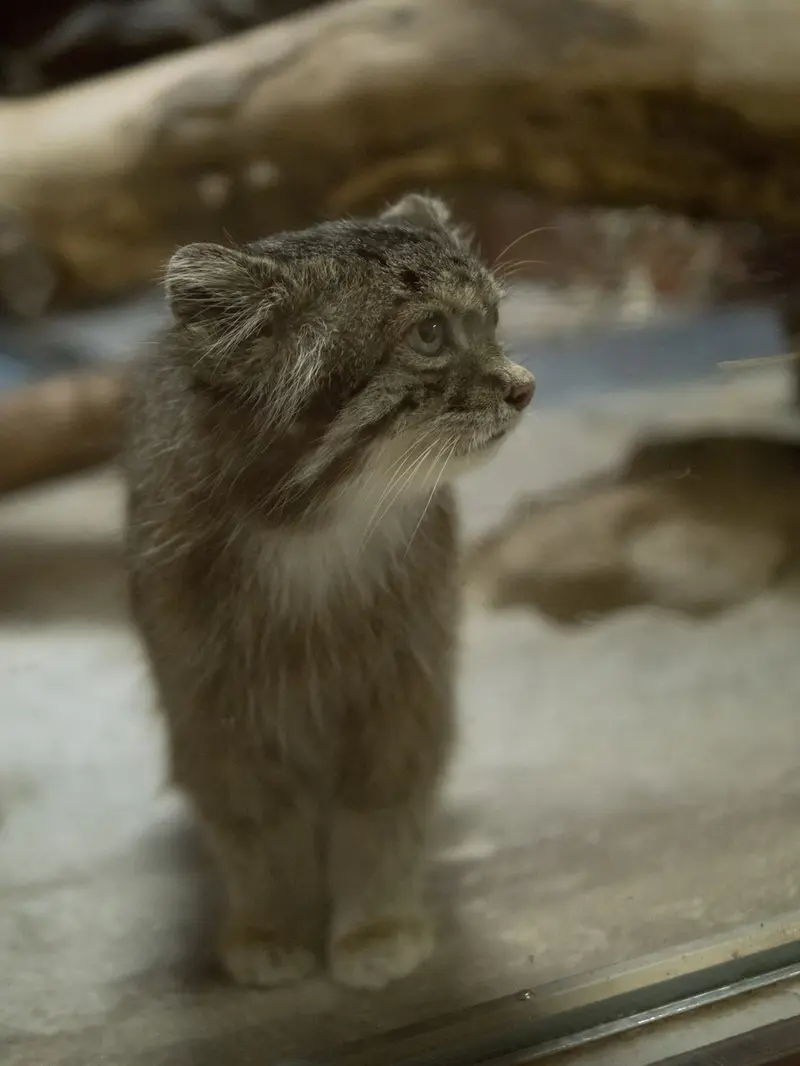 恩賜上野動物園のクリョンの写真