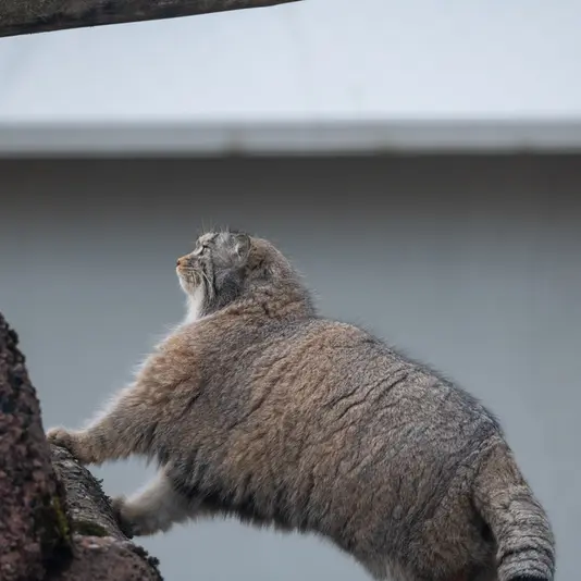 コルケアサーリ動物園のミミの写真