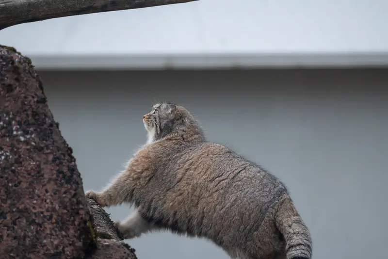 コルケアサーリ動物園のミミの写真