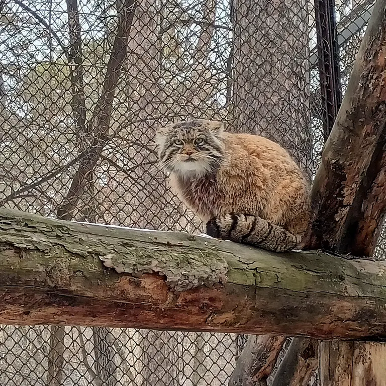 ノヴォシビルスク動物園のジョージの写真